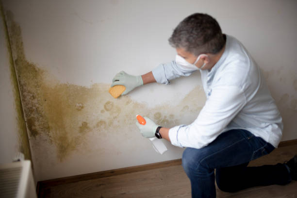 Best Asbestos and Lead Testing During Mold Inspection  in Andrews, IN